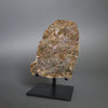Diogenite NWA 7831 - 53 gram slice
