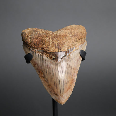 Megalodon Shark Tooth - 5.48"