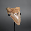 Megalodon Shark Tooth - 5.48"