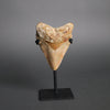 Megalodon Shark Tooth - 5.5"