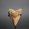 Fossilized shark tooth on a stand against a gray background