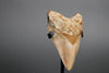 Megalodon Shark Tooth - 5.5"