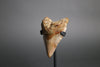 Fossilized shark tooth on a stand against a gray background