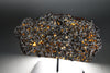 Brahin Pallasite - 485 grams