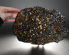 Brahin Pallasite - 608 grams