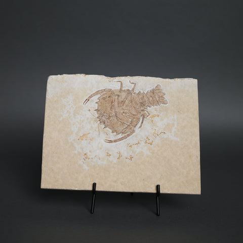 Fossil Eryon from Solnhofen Germany
