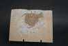 Fossil Eryon from Solnhofen Germany