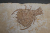Fossil Eryon from Solnhofen Germany