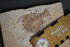 Fossil Eryon from Solnhofen Germany