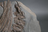 Articulated Ichthyosaur Vertebrae and Ribs