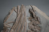 Articulated Ichthyosaur Vertebrae and Ribs