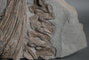 Articulated Ichthyosaur Vertebrae and Ribs