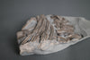 Articulated Ichthyosaur Vertebrae and Ribs
