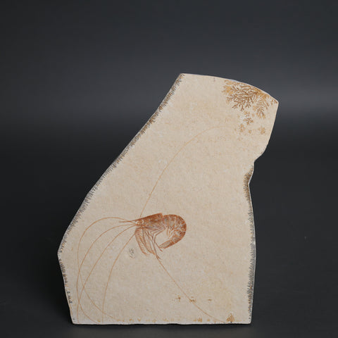 Fossil Shrimp from Solnhofen Germany