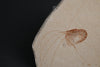 Fossil Shrimp from Solnhofen Germany