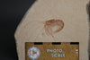 Fossil Shrimp from Solnhofen Germany