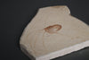 Fossil Shrimp from Solnhofen Germany