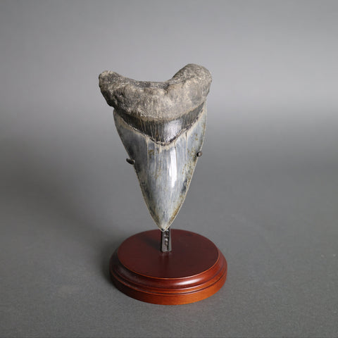 Megalodon Shark Tooth - 5.28"