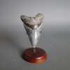 Megalodon Shark Tooth - 5.28"