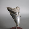 Megalodon Shark Tooth - 5.28"