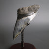 Megalodon Shark Tooth - 5.28"