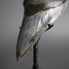 Megalodon Shark Tooth - 5.28"