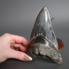 Megalodon Shark Tooth - 5.28"