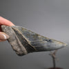 Megalodon Shark Tooth - 5.28"