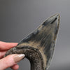 Megalodon Shark Tooth - 5.28"