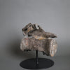 Mounted Sauropod Caudal Vertebrae