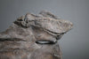 Mounted Sauropod Caudal Vertebrae