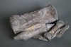 Mounted Sauropod Caudal Vertebrae