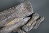 Mounted Sauropod Caudal Vertebrae