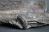 Mounted Sauropod Caudal Vertebrae