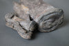 Mounted Sauropod Caudal Vertebrae