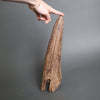 Triceratops Brow Horn - 16"