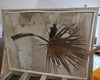 Fossil Palm Frond