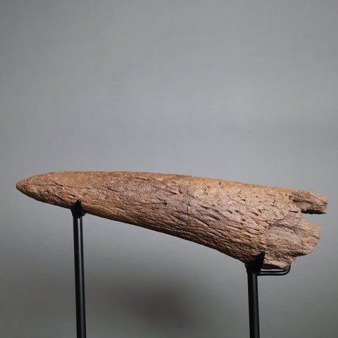 Triceratops Brow Horn - 16"