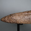 Triceratops Brow Horn - 16"