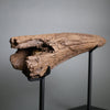 Triceratops Brow Horn - 16"