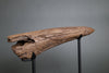 Triceratops Brow Horn - 16"