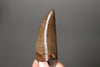 Vault Series #6 - Fine Tyrannosaurus rex Tooth