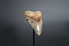 Megalodon Shark Tooth - 5.63