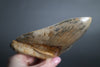 Megalodon Shark Tooth - 5.63