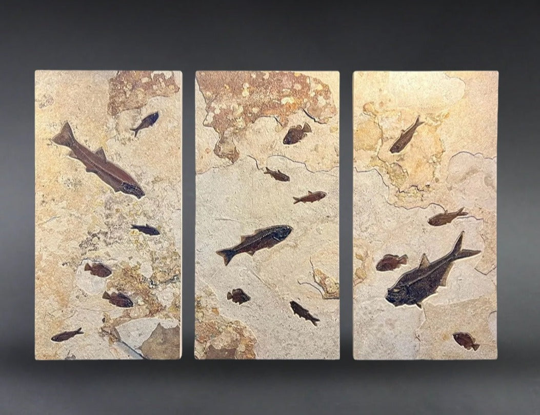 Fossil Green River Fish Mural Triptych 75 x 49 inches – Fossil