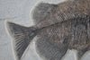 Fossil Fish, Phareodus testis