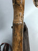 Woolly Mammoth Tusk Pair, Dwarf Subspecies