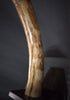 Woolly Mammoth Tusk - 42.5" *RESERVED*