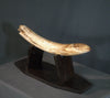 Woolly Mammoth Tusk - 23.5”