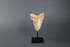 Megalodon Shark Tooth - 5.85"